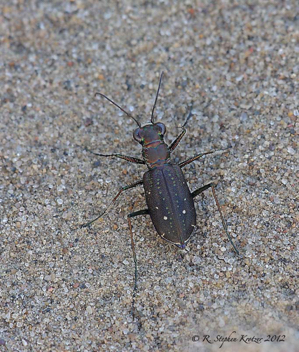 Cicindela punctulata